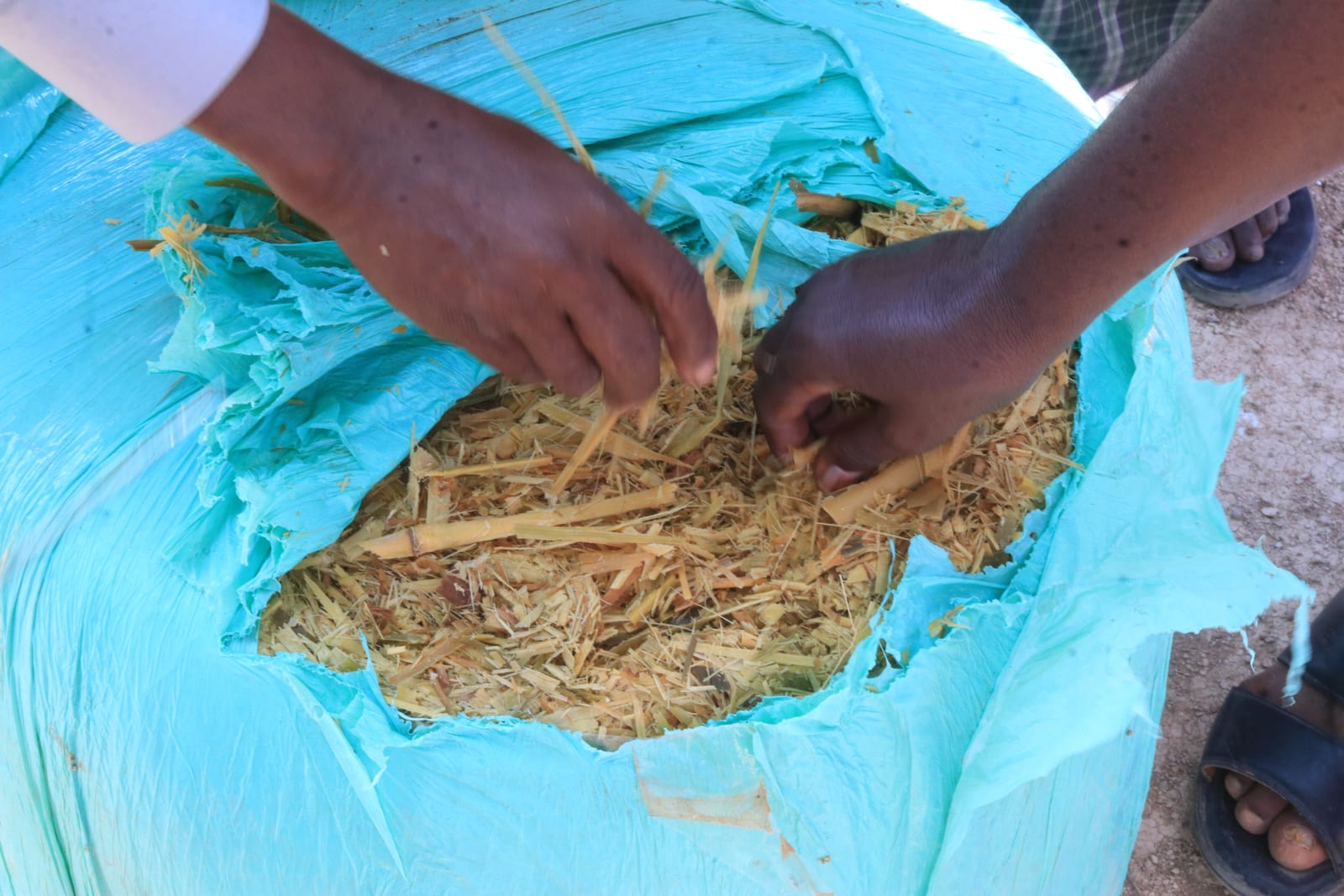 Hands examining chopped fodder in an open blue sack
